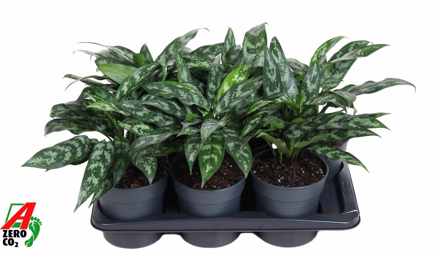 Горшечные цветы и растения оптом Aglaonema Maria от 6шт из Голландии с доставкой по России