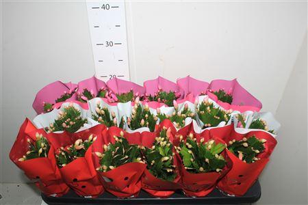 Горшечные цветы и растения оптом Schlumb Gem 3 Kl 25+ от 18шт (для телеги) из Голландии с доставкой по России