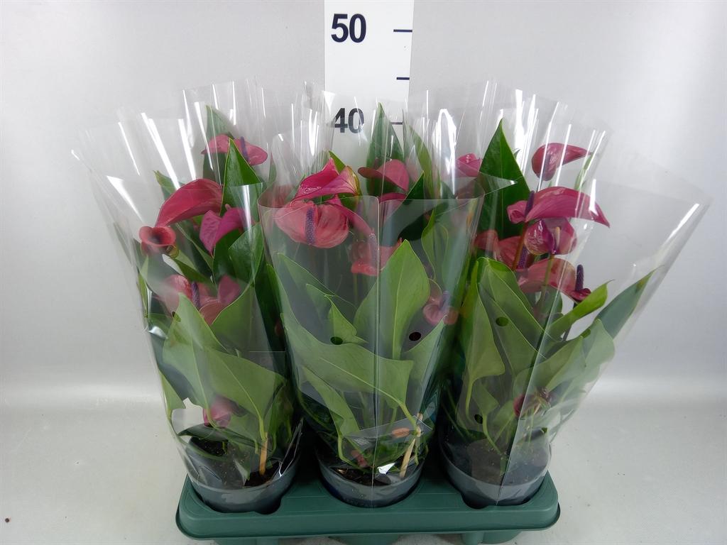 Горшечные цветы и растения оптом Anthurium Andr. pure Purple от 6шт из Голландии с доставкой по России