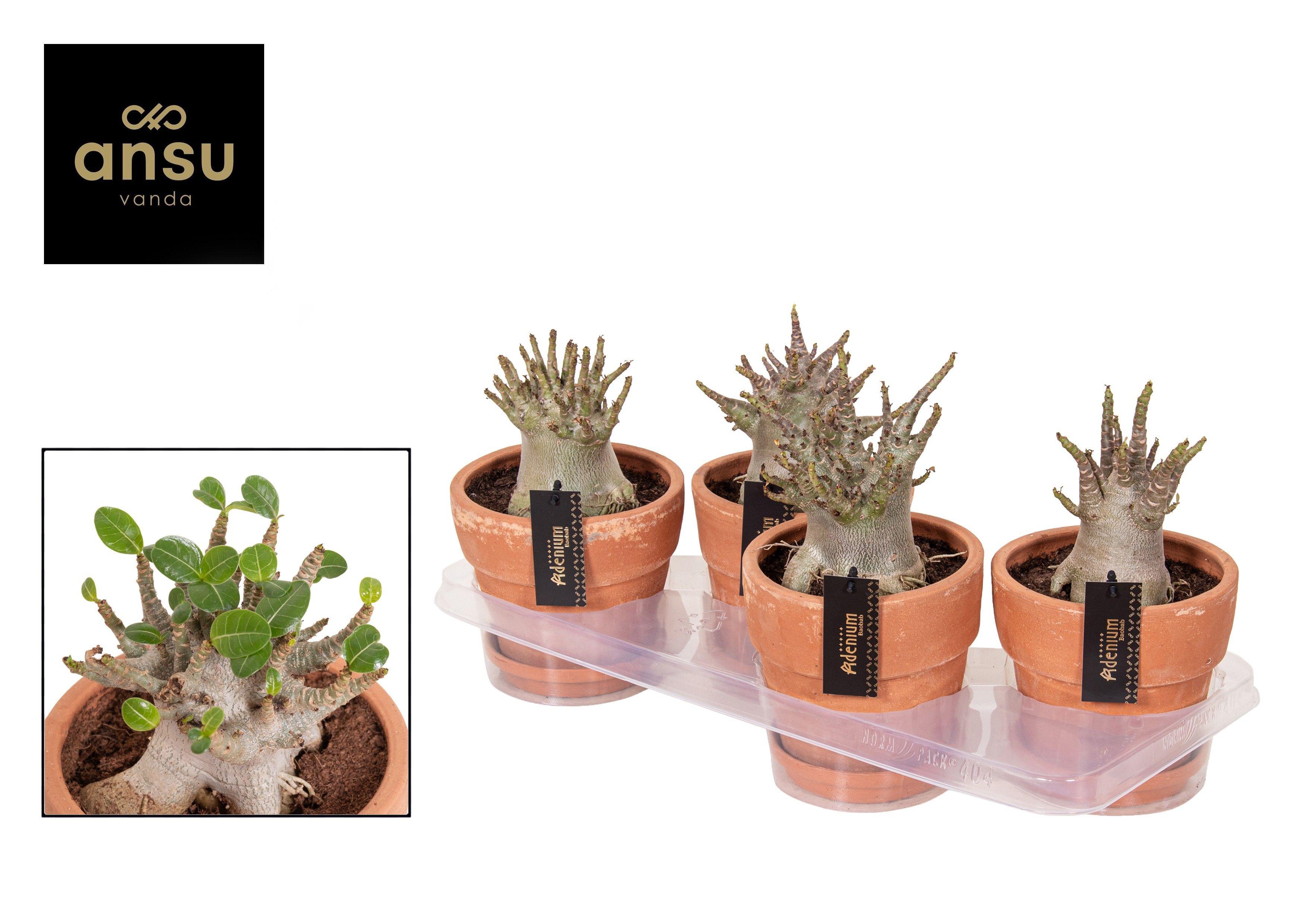 Горшечные цветы и растения оптом Adenium Ansu Baobab In Terra Pot от 4шт из Голландии с доставкой по России