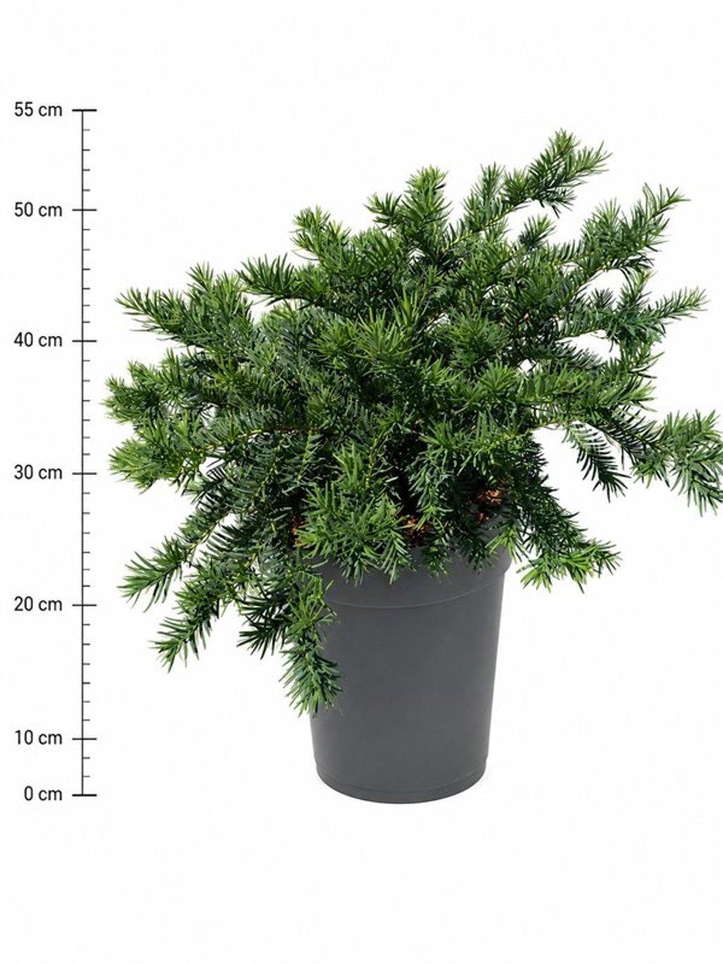 Горшечные цветы и растения оптом Taxus B. repandens от 1шт из Голландии с доставкой по России