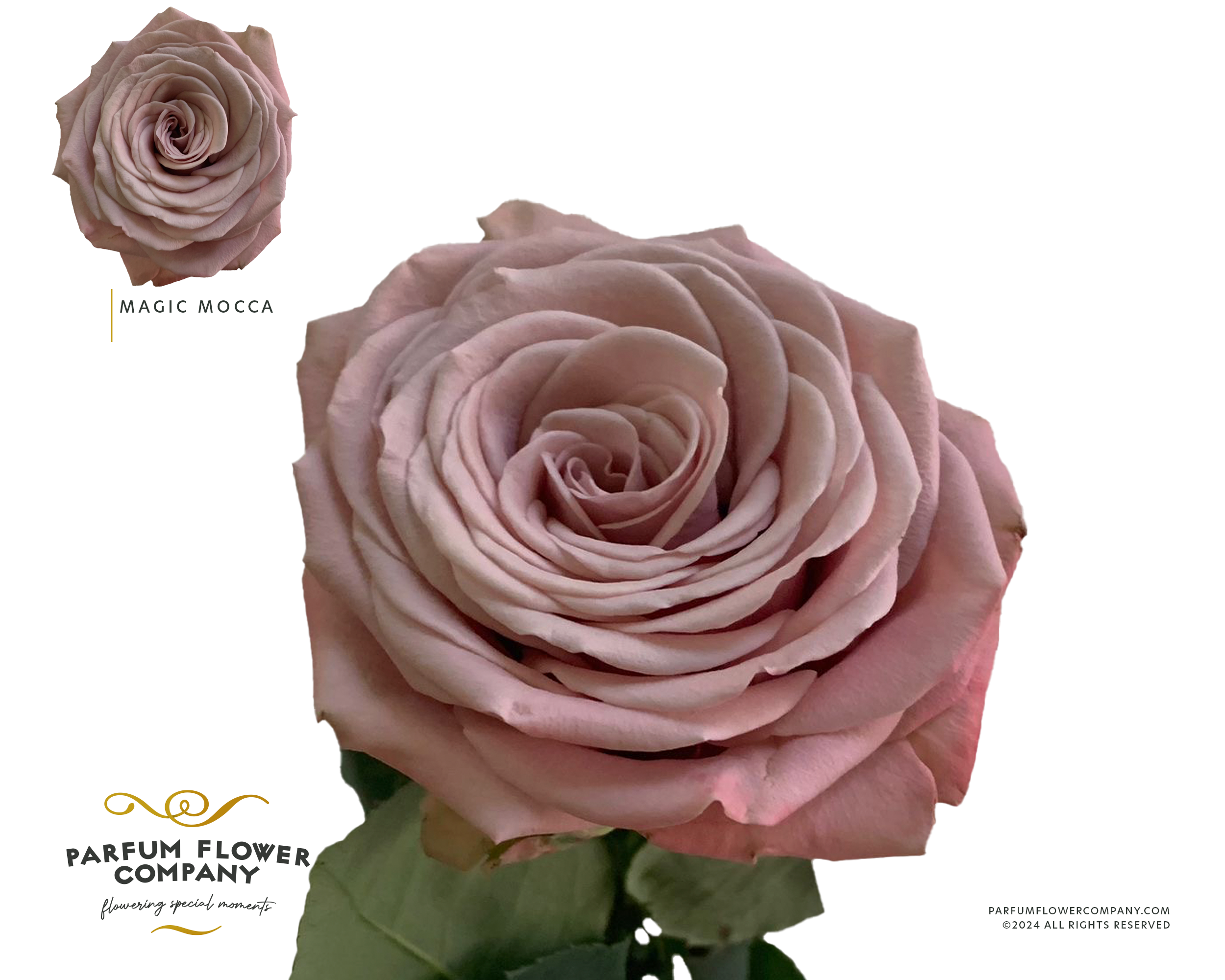 Срезанные цветы оптом Rosa sp garden magic mocca от 24шт из Голландии с доставкой по России