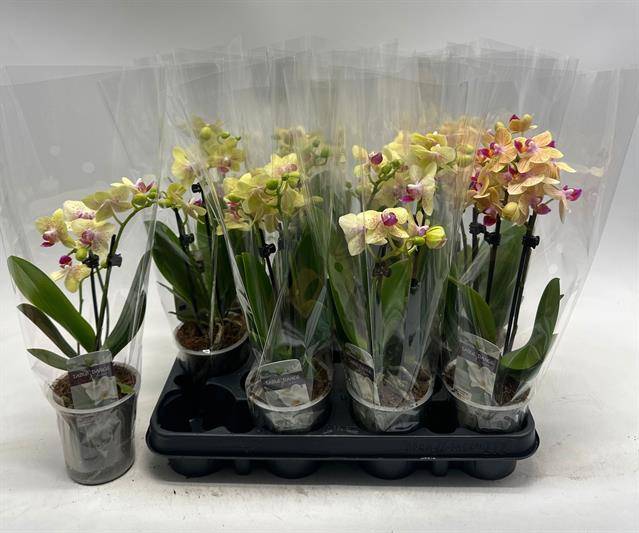 Горшечные цветы и растения оптом Phal Ov Geel от 12шт (для телеги) из Голландии с доставкой по России