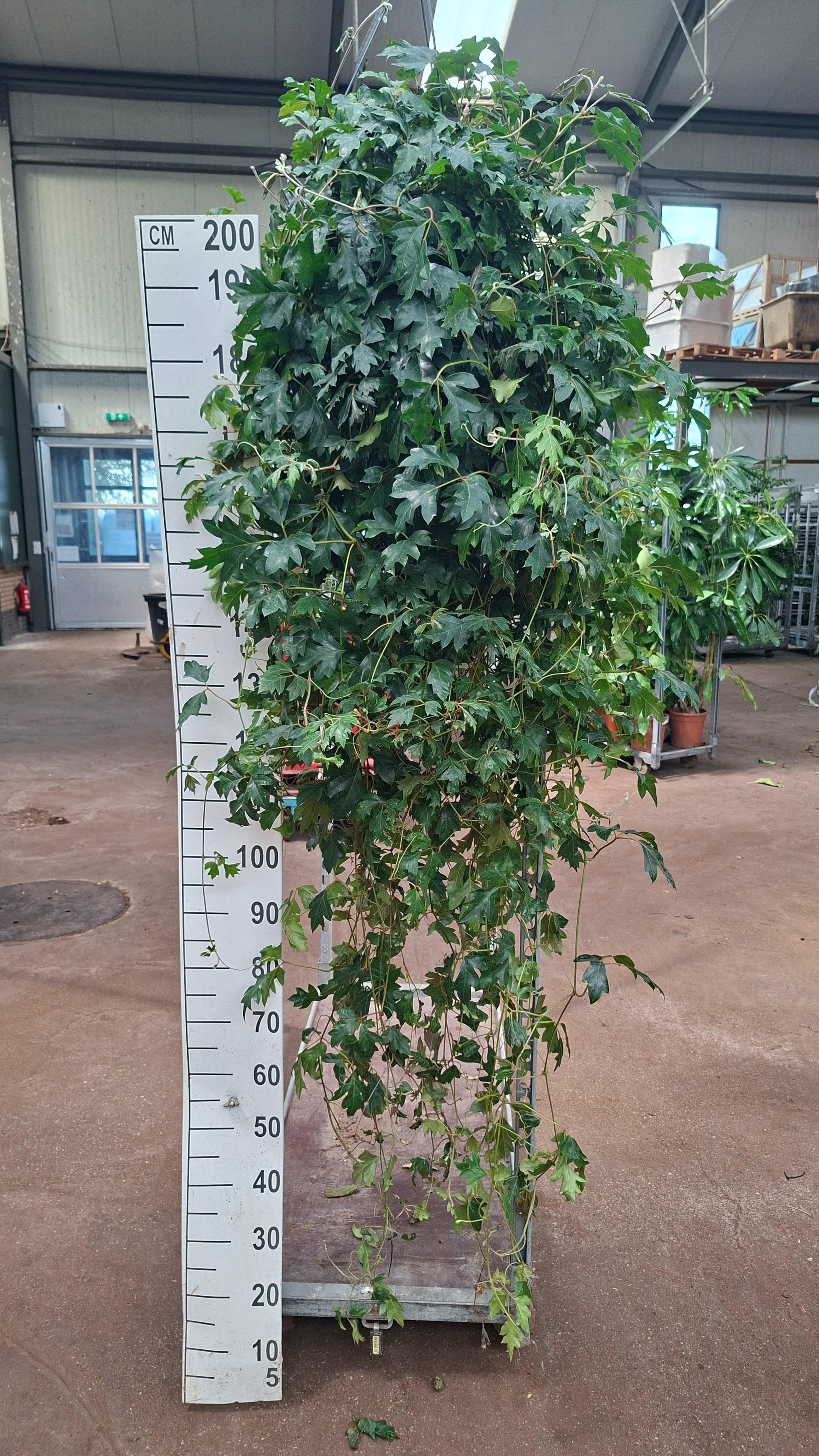 Горшечные цветы и растения оптом Cissus Rhombifolia ellen Danica Hangplant Xl от 1шт из Голландии с доставкой по России