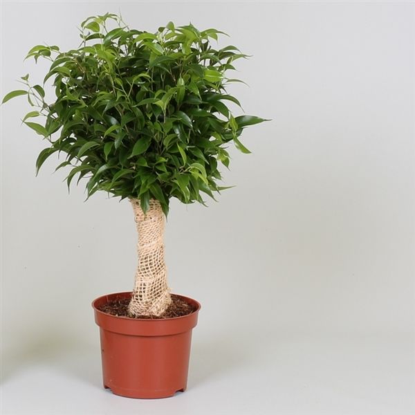 Горшечные цветы и растения оптом Ficus Be Natasja Jute Stem от 10шт из Голландии с доставкой по России