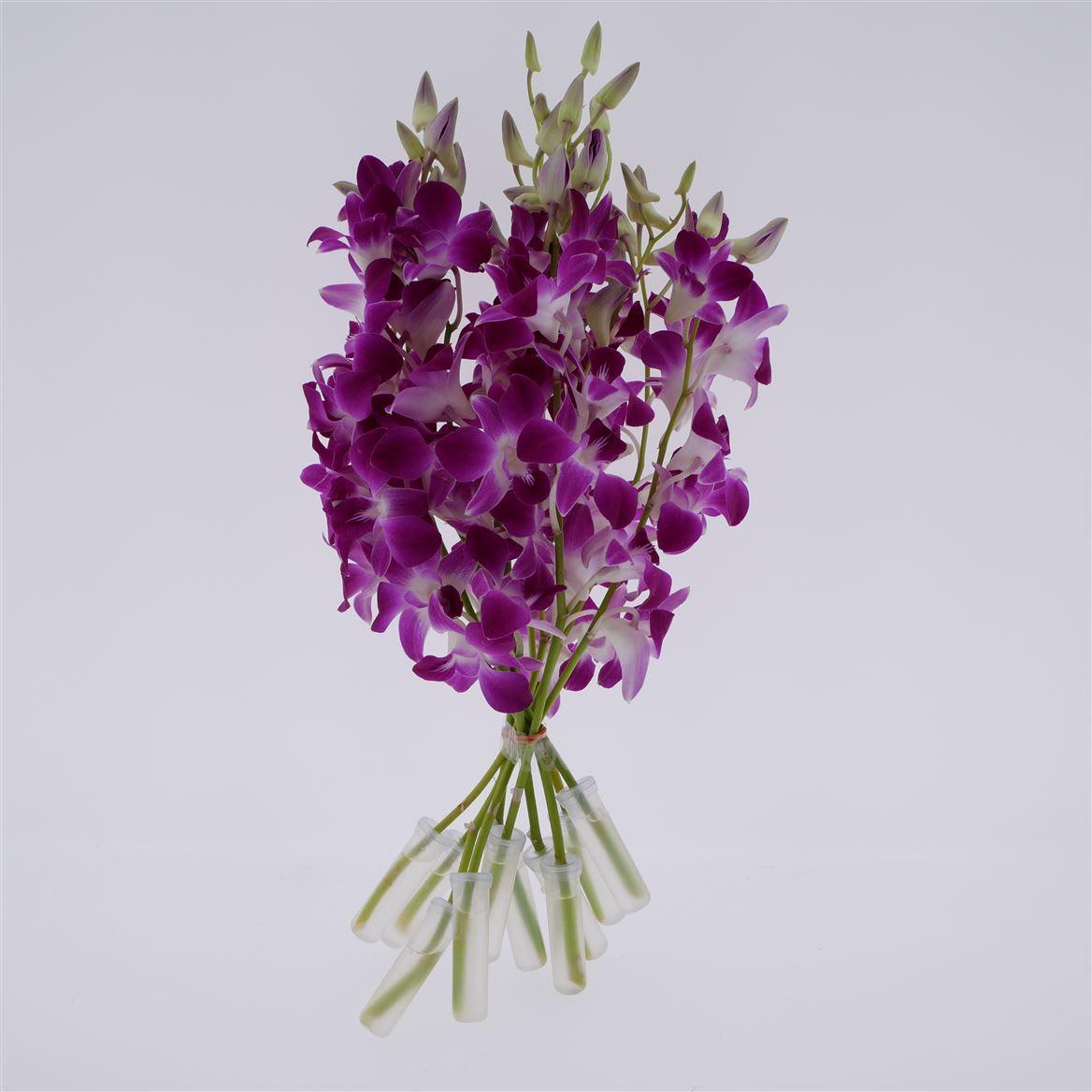 Срезанные цветы оптом Dendrobium bon sg от 50шт из Голландии с доставкой по России