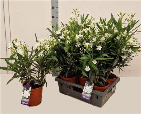 Горшечные цветы и растения оптом Neri Oleander White P18 от 5шт из Голландии с доставкой по России