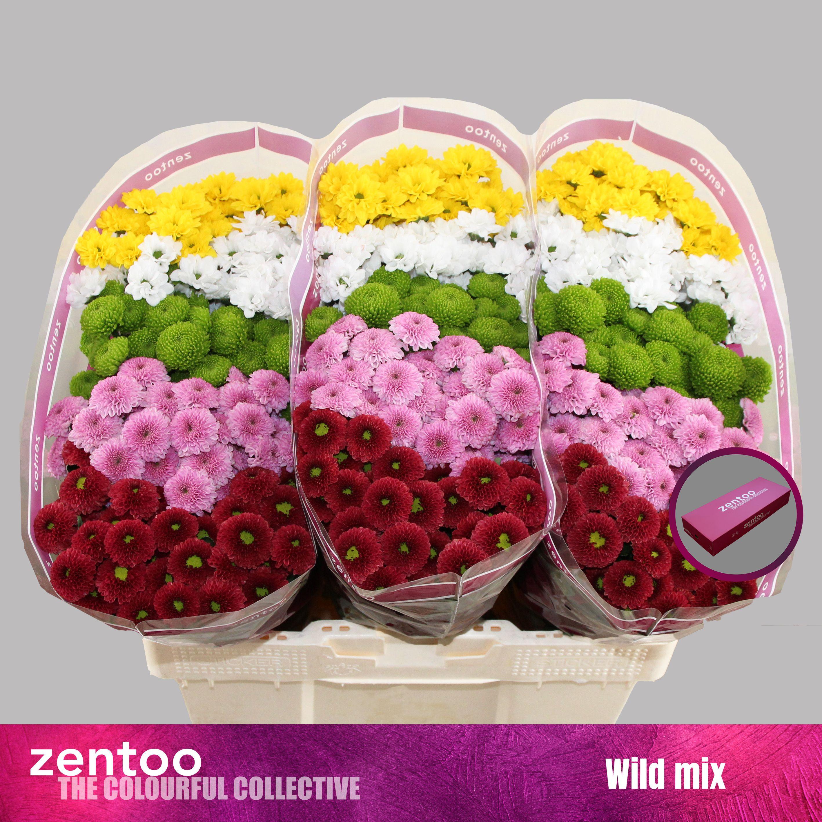 Срезанные цветы оптом Chrys sa mix wild от 75шт из Голландии с доставкой по России