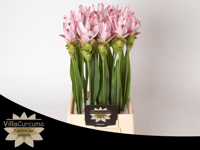 Срезанные цветы оптом Curcuma siam sunrise от 16шт из Голландии с доставкой по России