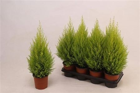 Горшечные цветы и растения оптом Cupressus Goldcrest Wilma от 7шт из Голландии с доставкой по России