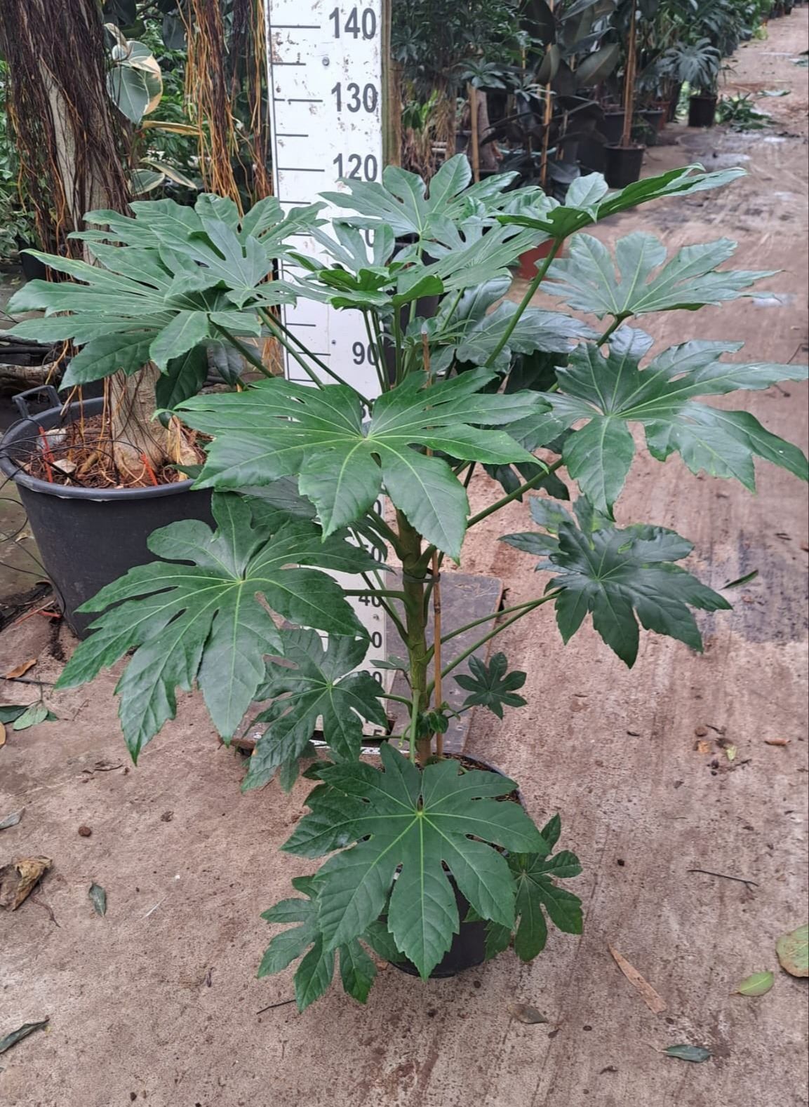 Горшечные цветы и растения оптом Fatsia Japonica   ... от 1шт из Голландии с доставкой по России