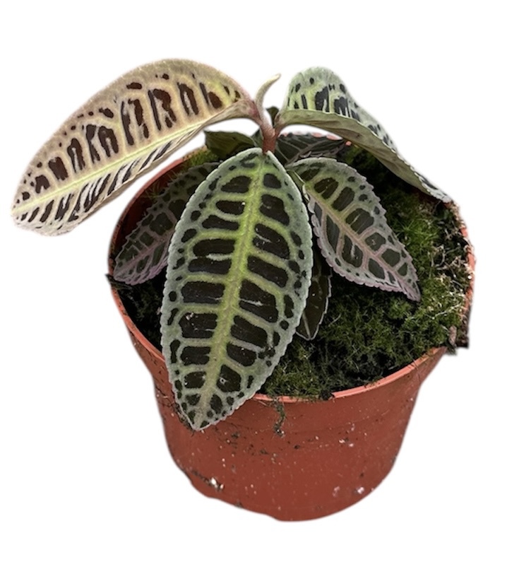 Горшечные цветы и растения оптом Labisia Sp No Id от 1шт из Голландии с доставкой по России