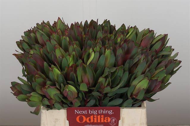 Срезанные цветы оптом Leucadendron senorita от 80шт из Голландии с доставкой по России