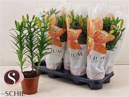 Горшечные цветы и растения оптом Lil As Orange Matrix 3 Branche от 9шт из Голландии с доставкой по России