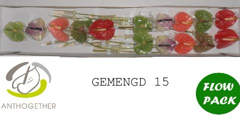 Срезанные цветы оптом Anthurium mix in box от 15шт. из Голландии с доставкой по России