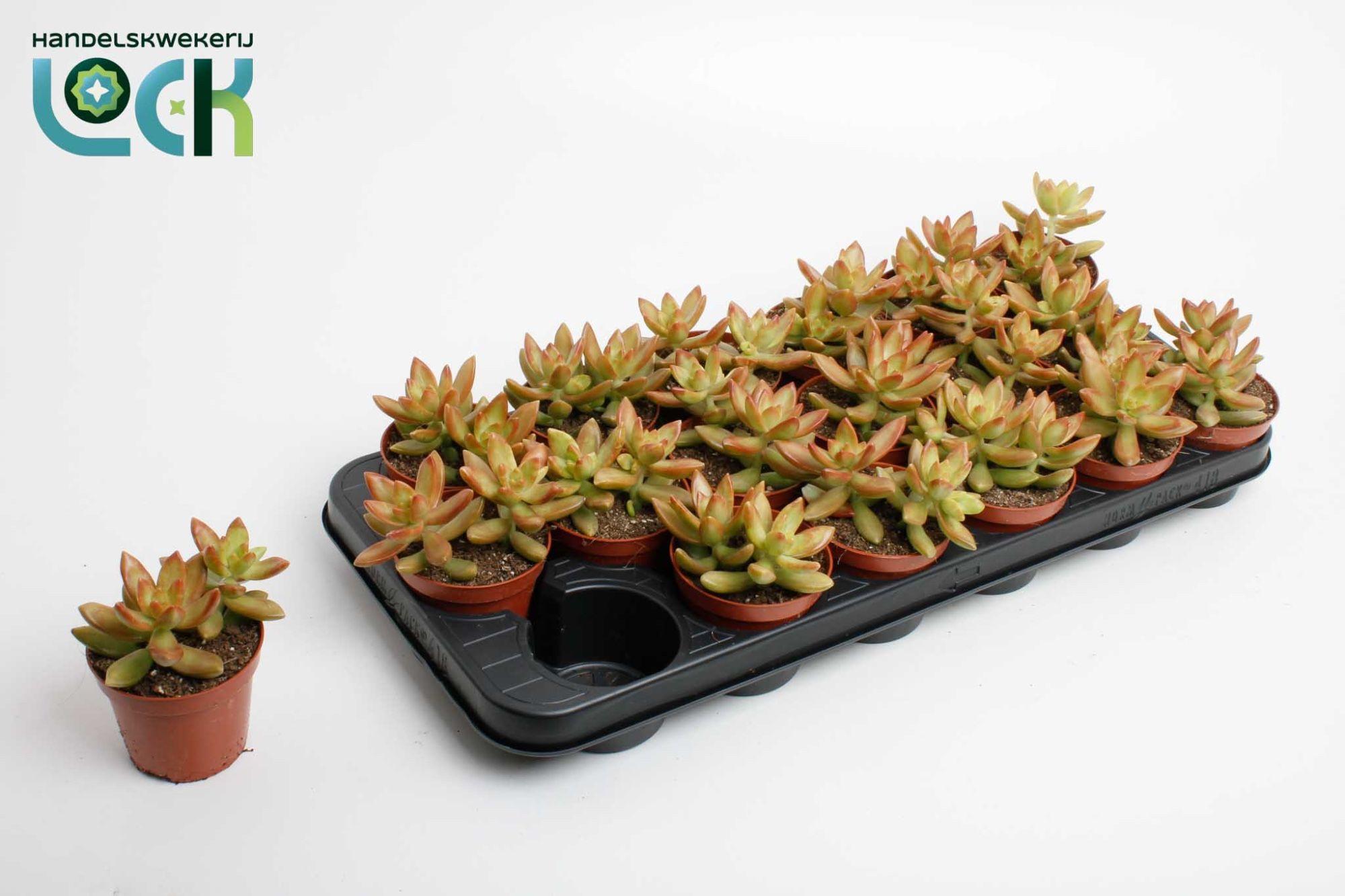 Горшечные цветы и растения оптом Sedum Adolphii от 12шт (для телеги) из Голландии с доставкой по России