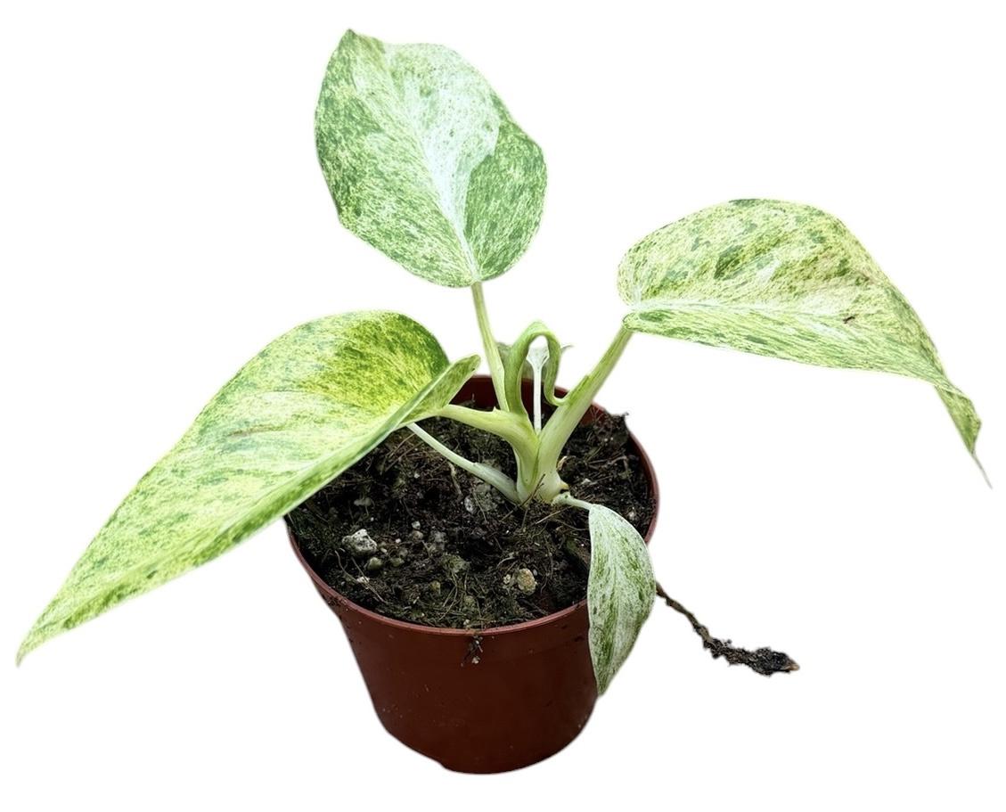 Горшечные цветы и растения оптом Philodendron Giganteum Blizzard Variegata от 1шт (для телеги) из Голландии с доставкой по России