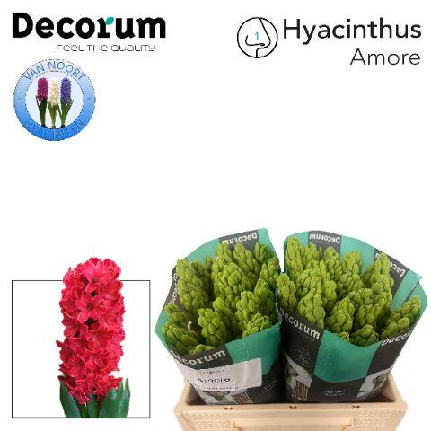 Срезанные цветы оптом Hyacinthus amore от 50шт из Голландии с доставкой по России