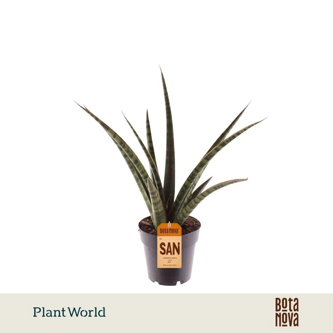Горшечные цветы и растения оптом Sansevieria Trifasciata Megan от 7шт из Голландии с доставкой по России