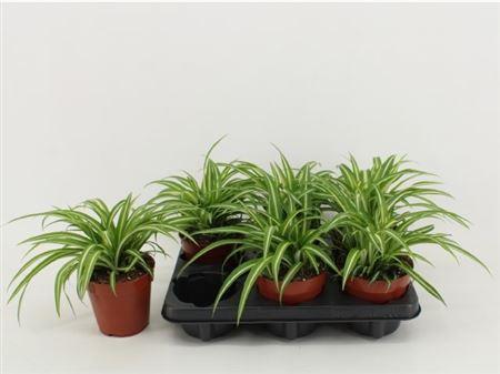 Горшечные цветы и растения оптом Chlor Com Variegatum от 6шт из Голландии с доставкой по России