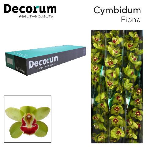 Срезанные цветы оптом Cymbidium green fiona от 9шт из Голландии с доставкой по России