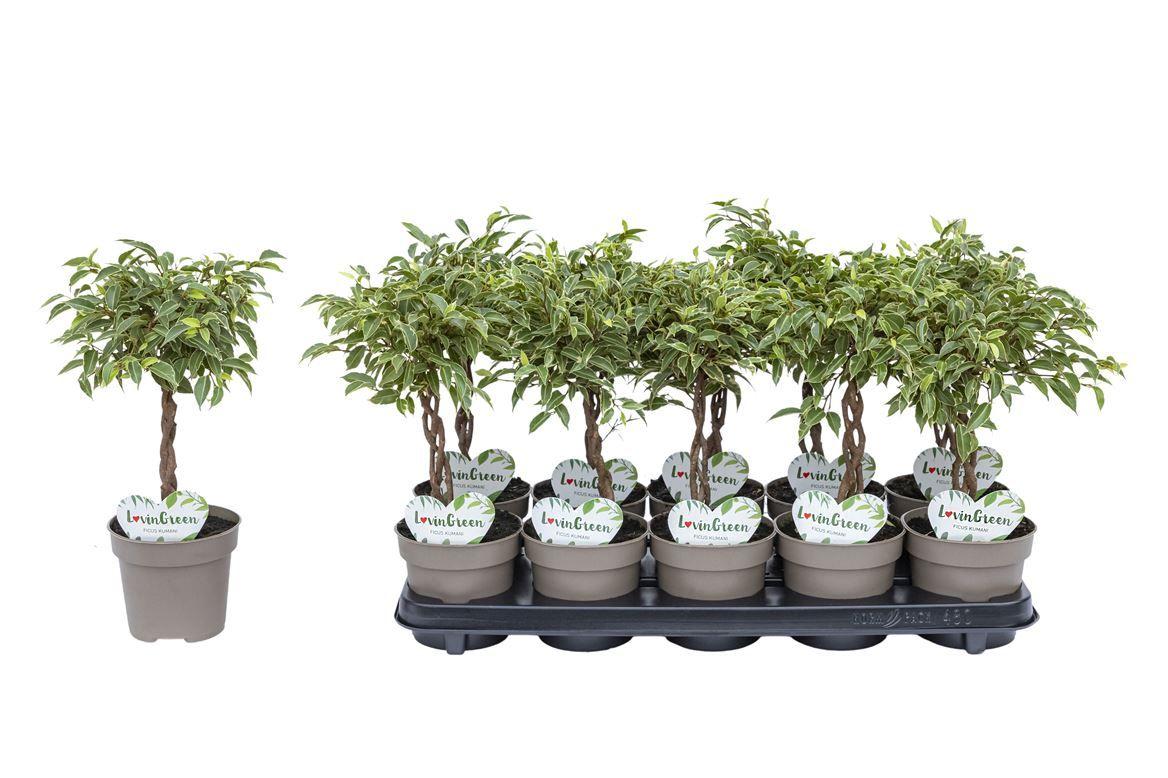 Горшечные цветы и растения оптом Ficus Be Kumani Twisted Stem от 10шт из Голландии с доставкой по России