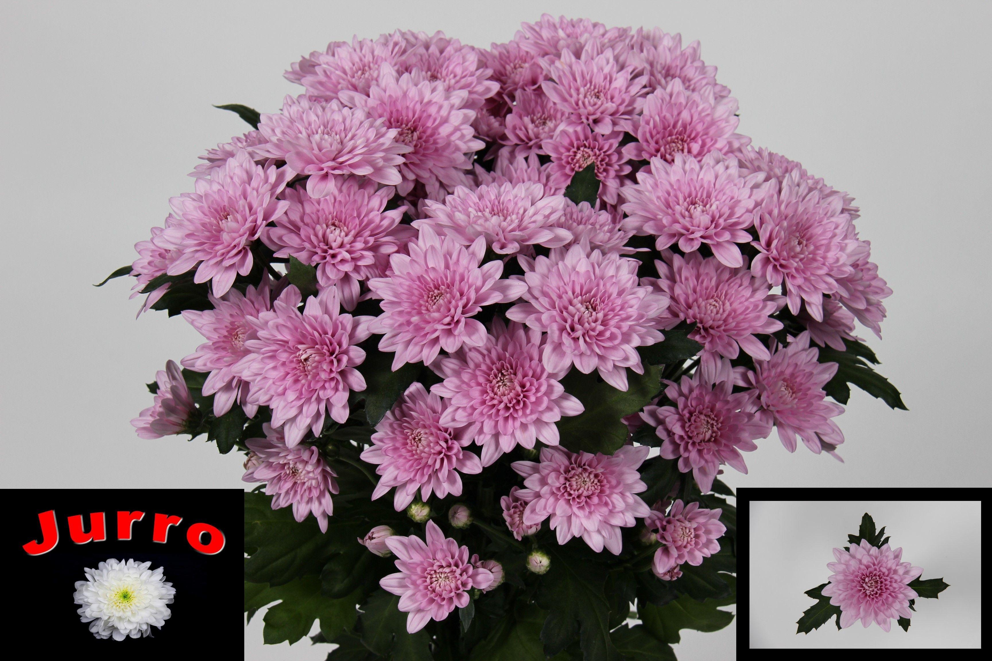 Срезанные цветы оптом Chrys sp veronica от 80шт из Голландии с доставкой по России