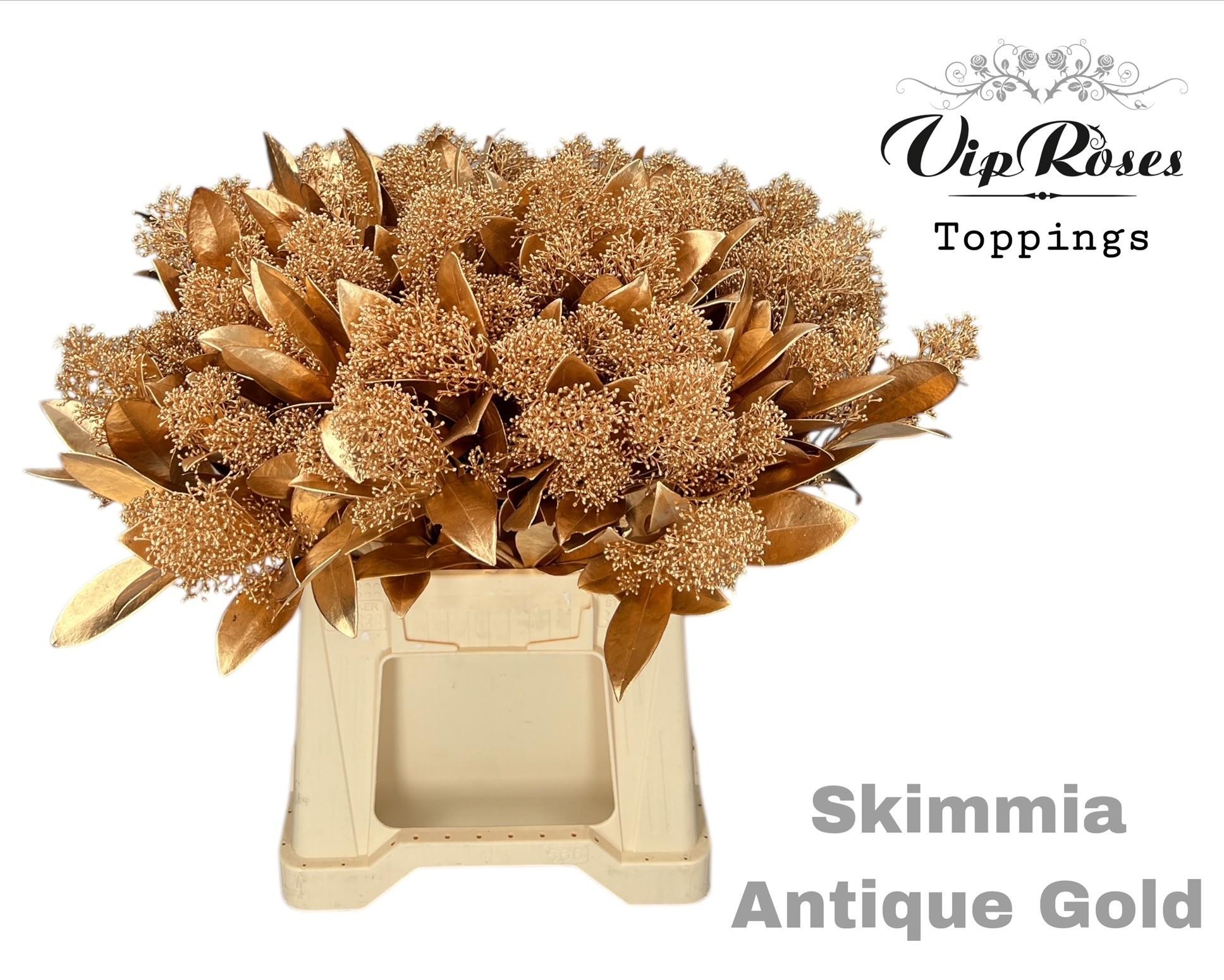 Срезанные цветы оптом Skimmia paint antique gold от 10шт из Голландии с доставкой по России