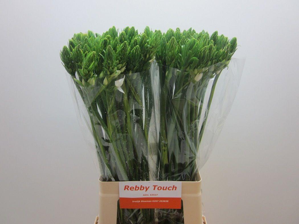 Срезанные цветы оптом Ornithogalum thyr thyrsoides от 100шт из Голландии с доставкой по России