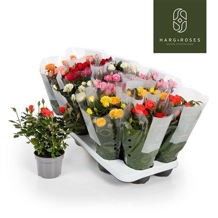 Горшечные цветы и растения оптом Rosa Kordana Mix от 12шт из Голландии с доставкой по России Горшечные цветы и растения оптом Rosa Kordana Mix от 12шт из Голландии с доставкой по России