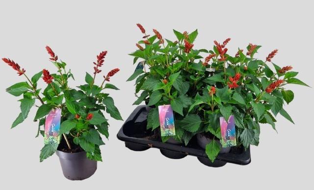 Горшечные цветы и растения оптом Salvia  Lake Flaming от 6шт из Голландии с доставкой по России