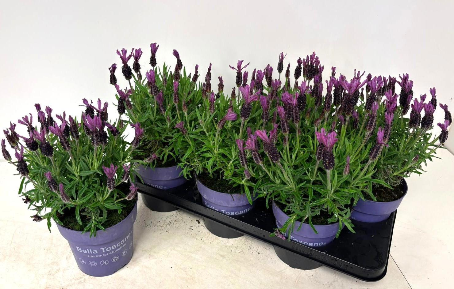 Горшечные цветы и растения оптом Lavan S Bell Toscane от 6шт из Голландии с доставкой по России