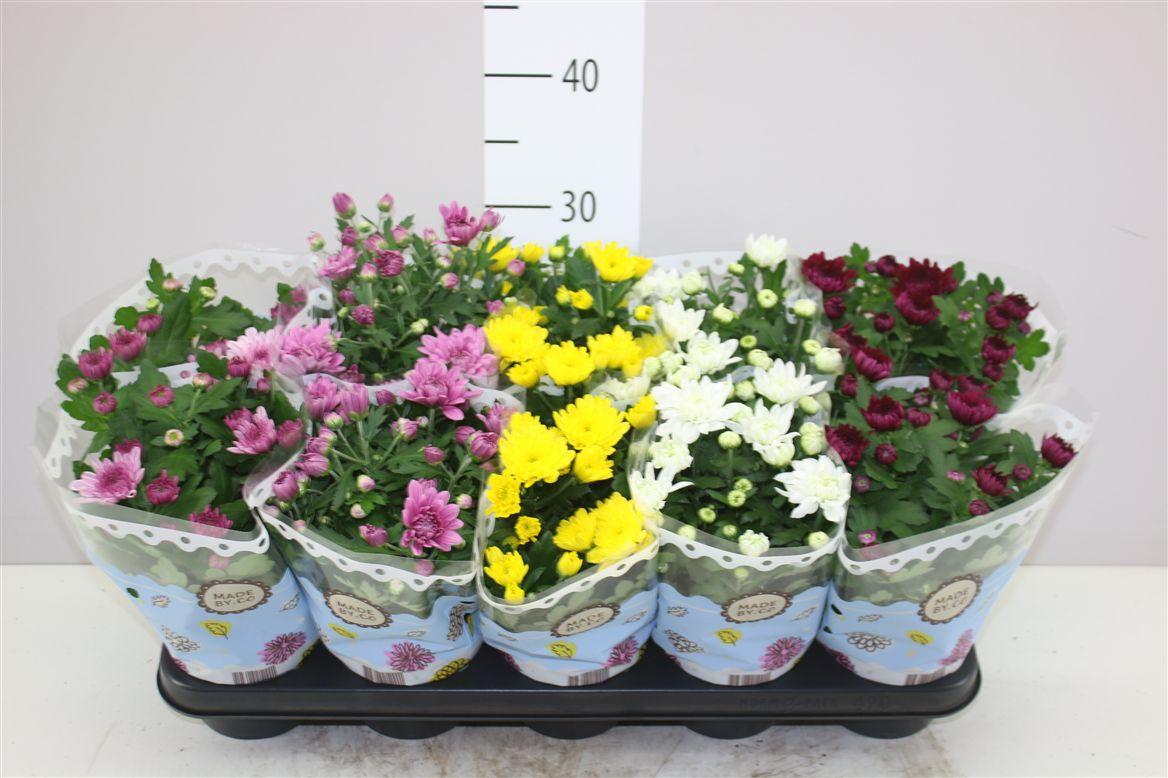 Горшечные цветы и растения оптом Chrysanth Gemengd Gevuld от 10шт из Голландии с доставкой по России Горшечные цветы и растения оптом Chrysanth Gemengd Gevuld от 10шт из Голландии с доставкой по России
