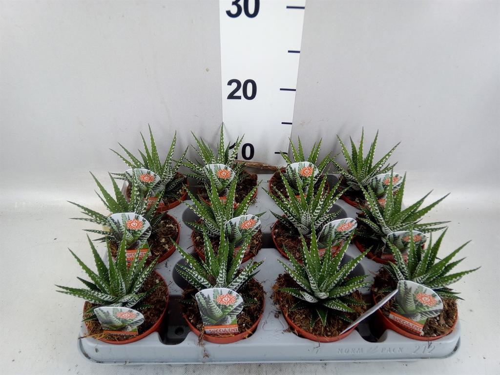 Горшечные цветы и растения оптом Haworthia Fasciata big Band от 12шт (для телеги) из Голландии с доставкой по России
