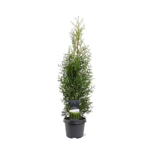 Горшечные цветы и растения оптом Thuja Occ King Of Brabant от 1шт из Голландии с доставкой по России