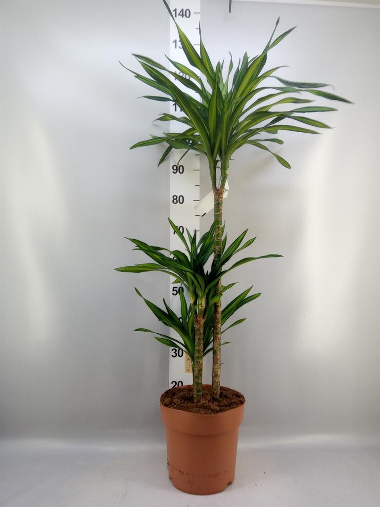 Горшечные цветы и растения оптом Dracaena Frag. riki от 1шт из Голландии с доставкой по России