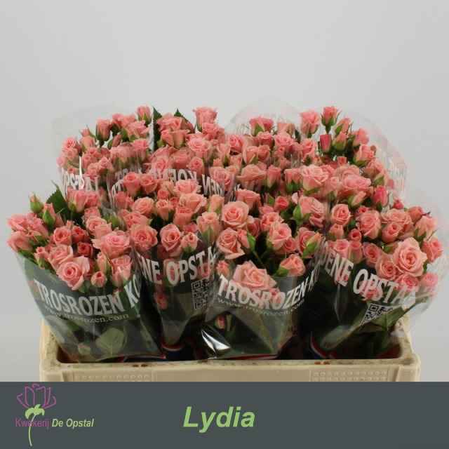 Срезанные цветы оптом Rosa sp lydia от 80шт из Голландии с доставкой по России