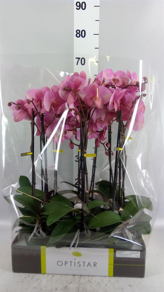 Горшечные цветы и растения оптом Phalaenopsis ...mix AAA от 6шт из Голландии с доставкой по России