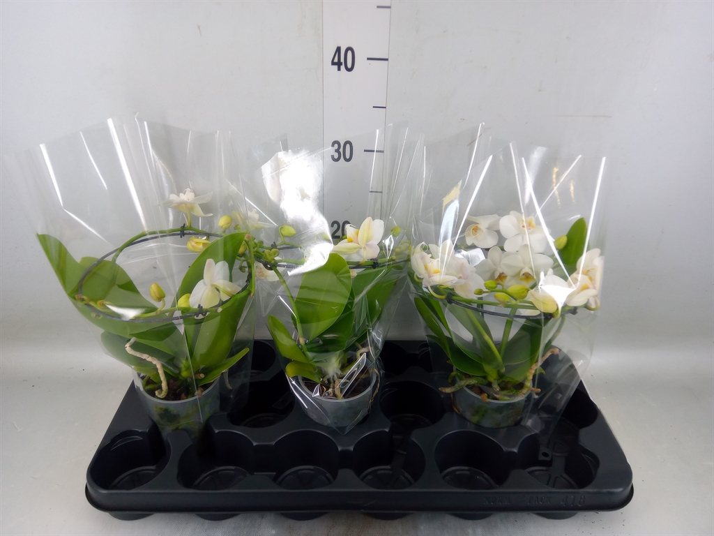 Горшечные цветы и растения оптом Phalaenopsis Multi.   ...white от 3шт (для телеги) из Голландии с доставкой по России