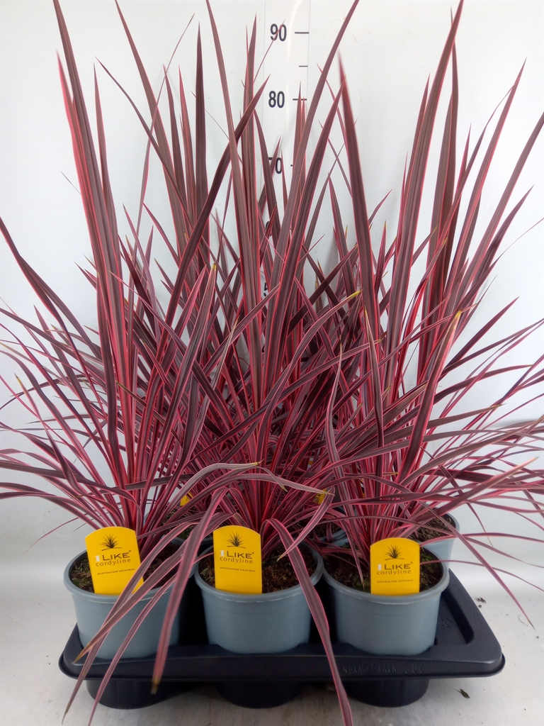Горшечные цветы и растения оптом Cordyline   ... от 6шт из Голландии с доставкой по России