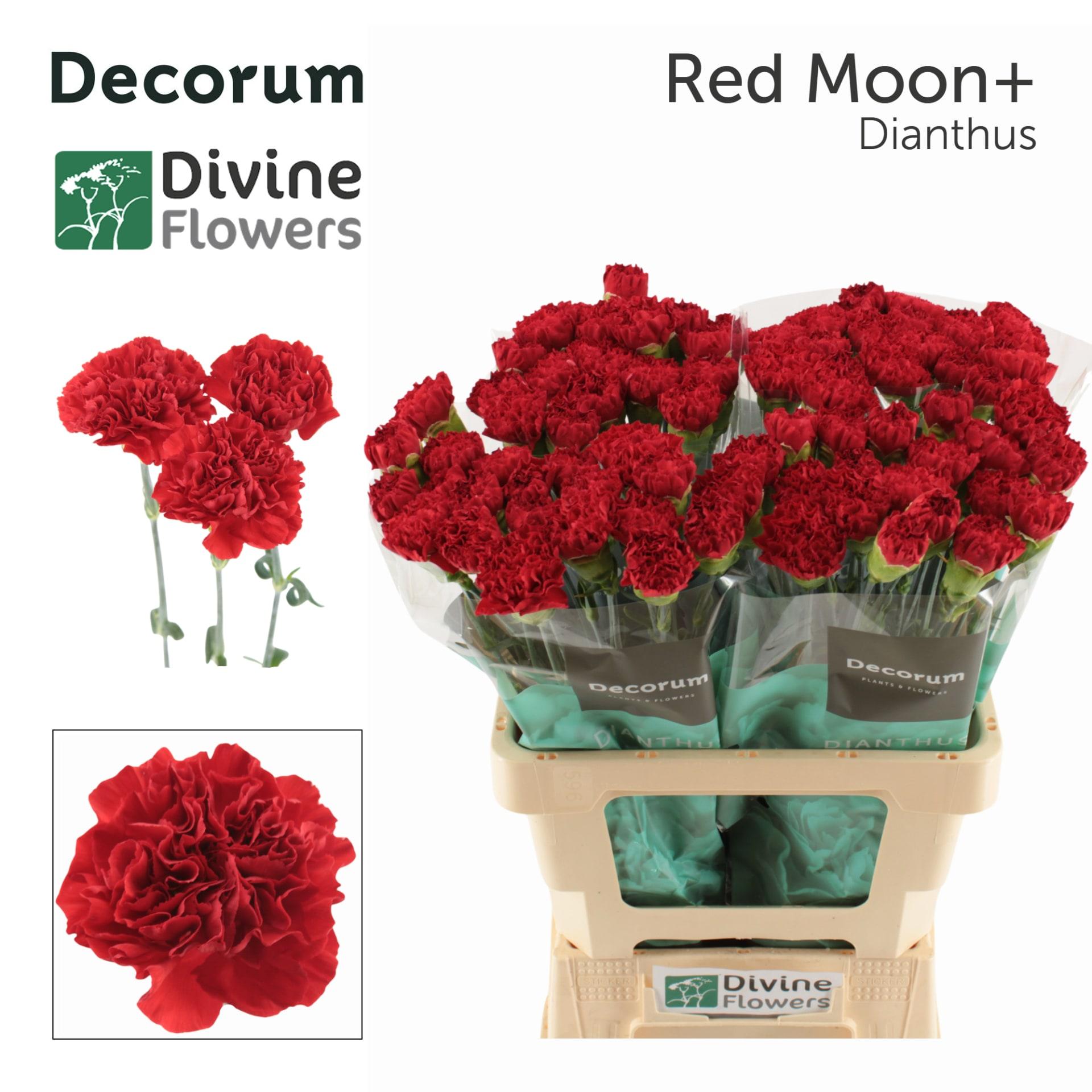 Срезанные цветы оптом Dianthus st red moon+ от 80шт из Голландии с доставкой по России