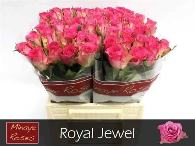 Срезанные цветы оптом Rosa la royal jewel от 60шт из Голландии с доставкой по России