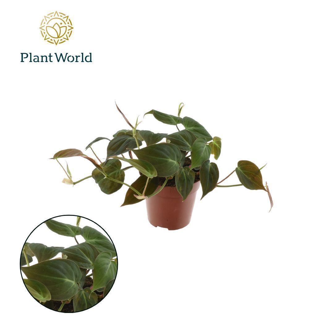 Горшечные цветы и растения оптом Philodendron Scandens Micans от 10шт из Голландии с доставкой по России