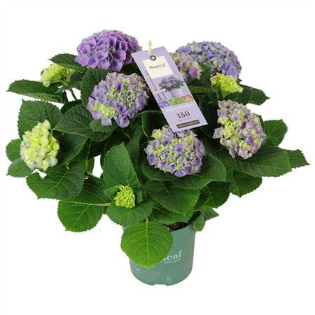 Горшечные цветы и растения оптом Hydrangea Ma Magical Evolution Blue 5+ от 6шт из Голландии с доставкой по России
