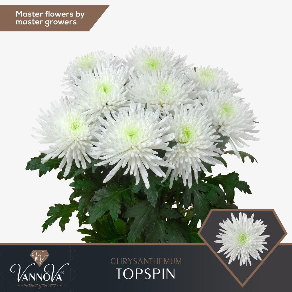 Срезанные цветы оптом Chrys bl topspin от 60шт из Голландии с доставкой по России