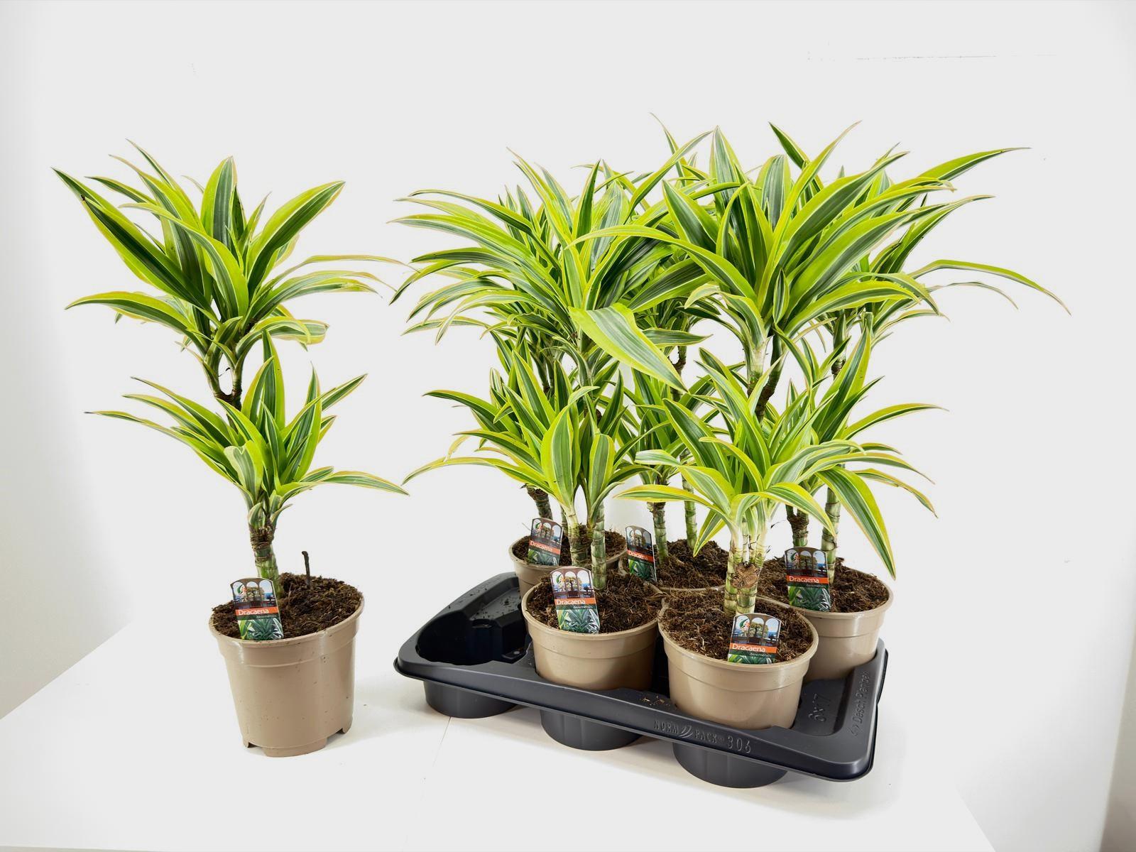 Горшечные цветы и растения оптом Drac Lemon Lime от 6шт из Голландии с доставкой по России