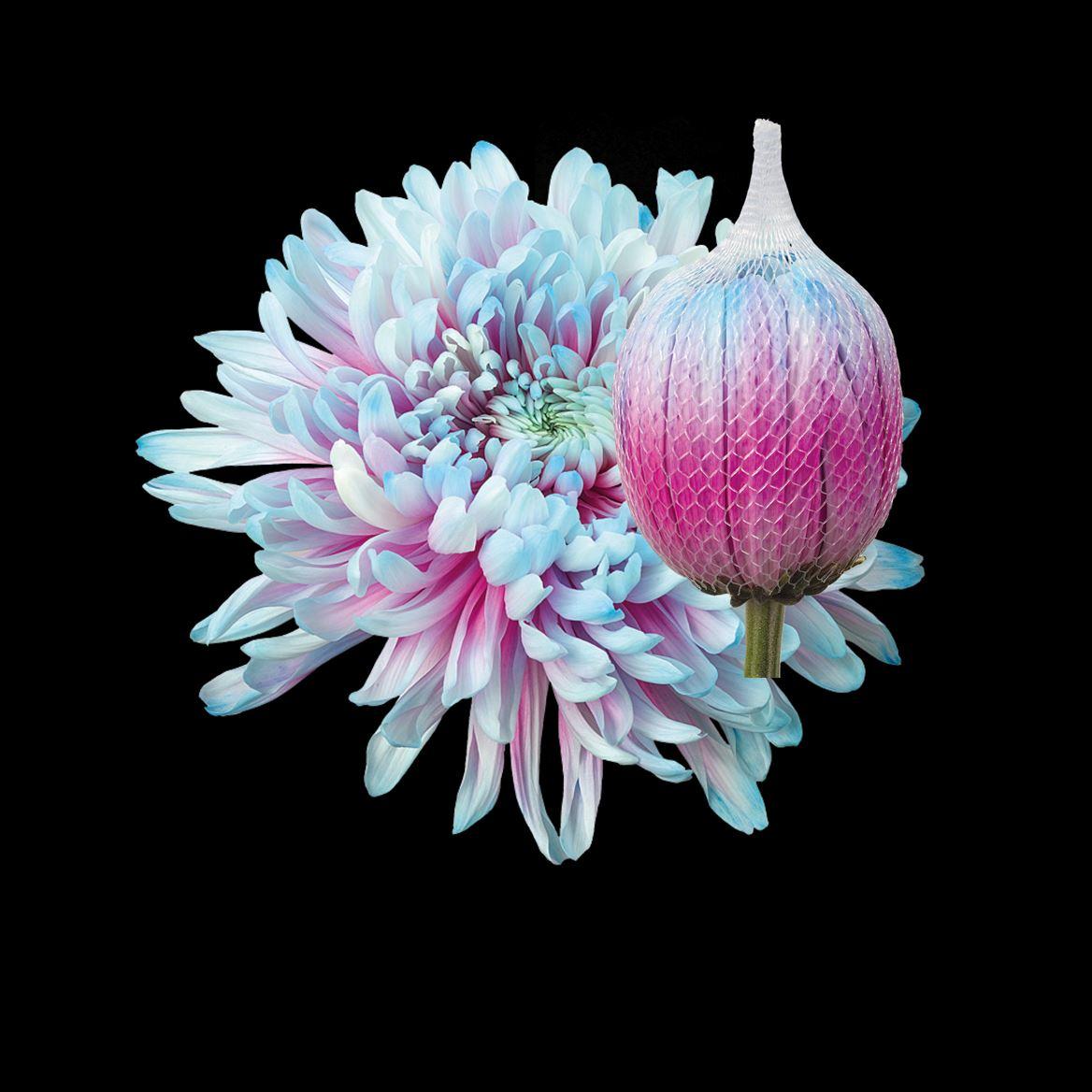 Срезанные цветы оптом Chrys bl paint antonov bubblegum от 40шт из Голландии с доставкой по России