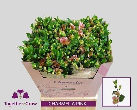 Срезанные цветы оптом Alstroemeria fl charmelia pink от 80шт из Голландии с доставкой по России