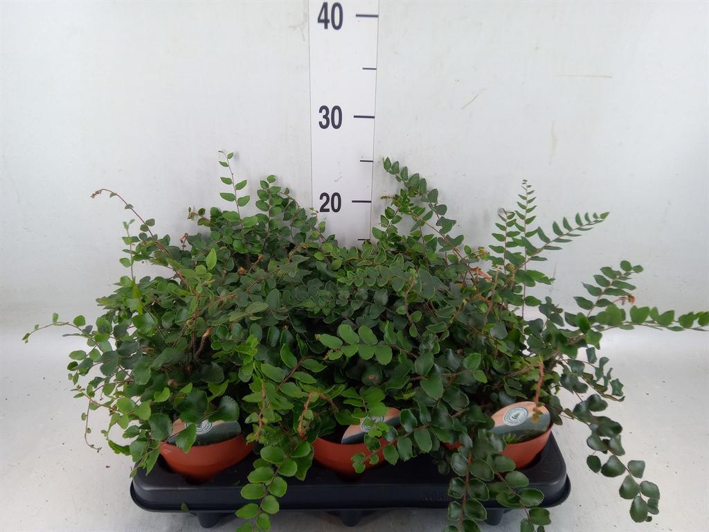 Горшечные цветы и растения оптом Pellaea Rotundifolia от 6шт из Голландии с доставкой по России