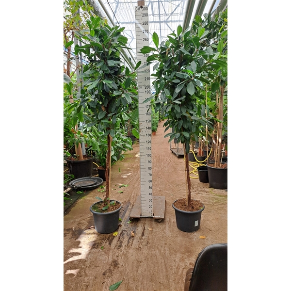Горшечные цветы и растения оптом Ficus Cyathistipula Twisted Stem от 1шт из Голландии с доставкой по России